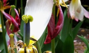 2014.05.15 tulips2lores